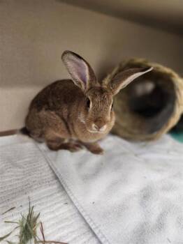 Rescue Rex and American Rabbits for Adoption in Bellevue, Washington - Saffron | PetCurious