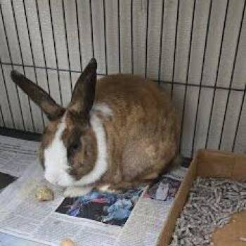 Dutch Rabbits Available for Adoption in Lyndhurst, Virginia - Bun Jovi | PetCurious