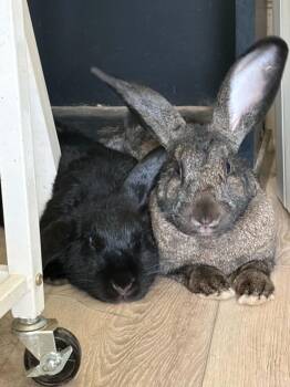 Ned & Cindy -  French Lop and Chinchilla Rabbit for Adoption in Huntsville, Alabama - Ned & Cindy | PetCurious