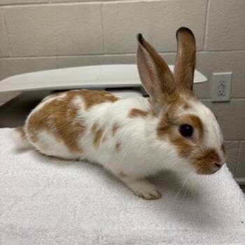 Peanut -  Bunny Rabbit Rabbit for Adoption in Murray, Utah - Peanut | PetCurious