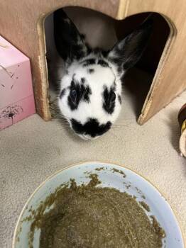 Babbit -  Polish and Netherland Dwarf Rabbit for Adoption in Stratham, New Hampshire - Babbit | PetCurious