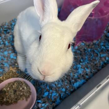 Paw Patrol -  Florida White Rabbit Available for Adoption in Greensboro, North Carolina - Paw Patrol | PetCurious