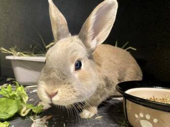 Bunny Rabbit Rabbits Available for Adoption in Tustin, California - CUDDLES | PetCurious