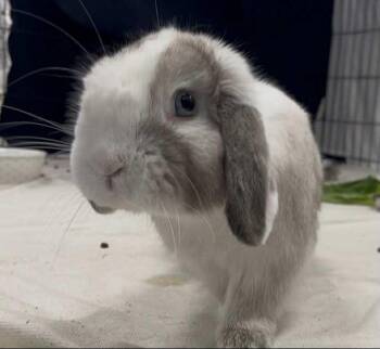 Rescue Lop Eared Rabbits for Adoption - Doodad | PetCurious