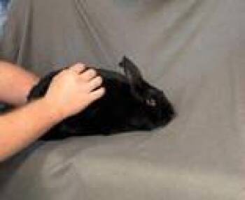 Sterling -  Rex Rabbit for Adoption in Mccook, Nebraska - Sterling | PetCurious