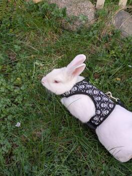 Yeti -  American Rabbit for Adoption in Gig Harbor, Washington - Yeti | PetCurious