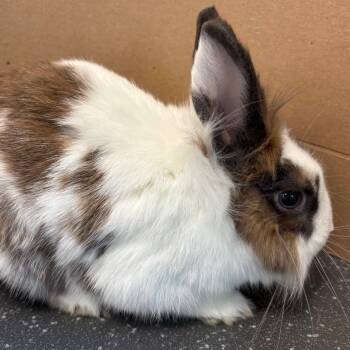 Bunny Rabbit Rabbits Available for Adoption - JC | PetCurious