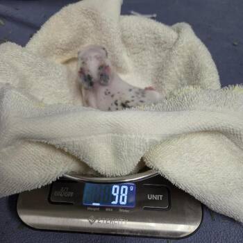 Oolong -  Harlequin Rabbit for Adoption in Walker, Michigan - Oolong | PetCurious