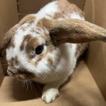 Roger -  American Rabbit for Adoption in Tampa, Florida - Roger | PetCurious