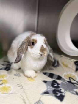 Honeycomb -  Lop Eared Rabbit for Adoption in Sacramento, California - Honeycomb | PetCurious
