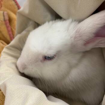 Emilio -  Bunny Rabbit Rabbit for Adoption in Richmond, California - Emilio | PetCurious