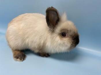 Lionhead Rabbits Available for Adoption - Fluffykins | PetCurious