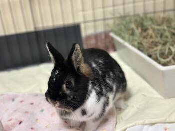 Netherland Dwarf Rabbits Available for Adoption in Stratham, New Hampshire - Patches - Companion To Cloud | PetCurious