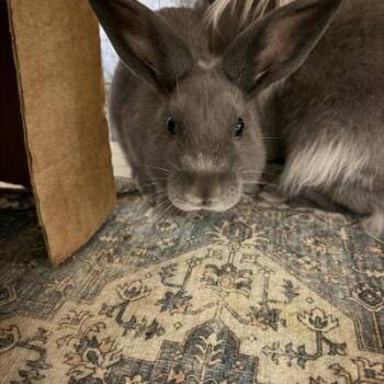 Apollo -  Lionhead and Bunny Rabbit Rabbit for Adoption in Kalamazoo, Michigan - Apollo | PetCurious