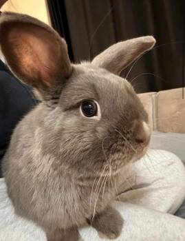 Holland Lop Rabbits Available for Adoption in Westford, Massachusetts - Tini | PetCurious