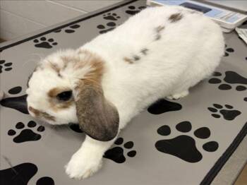 Bunny Rabbit Rabbits Available for Adoption in Derwood, Maryland - MR. WALTER | PetCurious