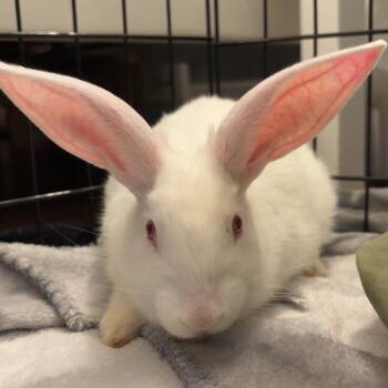 Bluebell -  Bunny Rabbit Rabbit for Adoption in Cambridge, Ontario - Bluebell | PetCurious