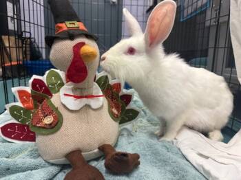 Rescue Florida White Rabbits for Adoption in New York, New York - Max | PetCurious