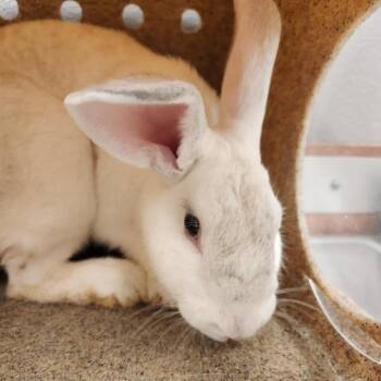 Poptart -  Rex Rabbit for Adoption in Reno, Nevada - Poptart | PetCurious