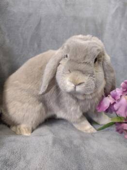 Peony -  Holland Lop Rabbit for Adoption in Plymouth, Michigan - Peony | PetCurious