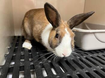 Salt -  Dutch Rabbit for Adoption in Pflugerville, Texas - Salt | PetCurious
