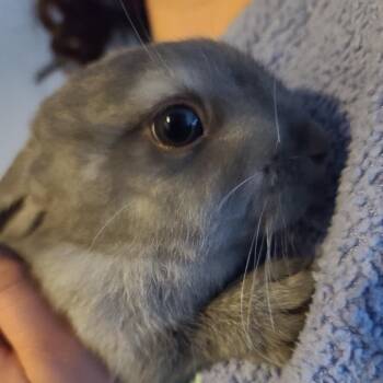 Willow -  Bunny Rabbit Rabbit for Adoption in Gansevoort, New York - Willow | PetCurious
