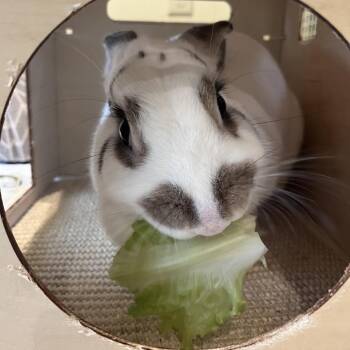 American Rabbits Available for Adoption - Freckles | PetCurious