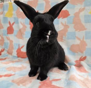 Turnip -  Bunny Rabbit Rabbit for Adoption in Deerfield, Wisconsin - Turnip | PetCurious