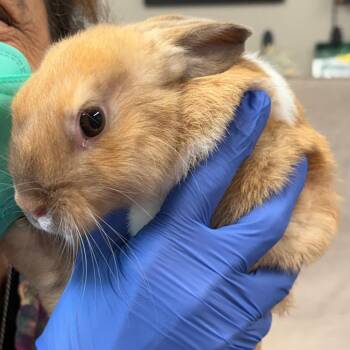 Chanel -  Bunny Rabbit Rabbit for Adoption in Napa, California - Chanel | PetCurious