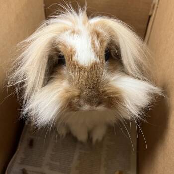 Toffee -  Lionhead Rabbit for Adoption in Chicago, Illinois - Toffee | PetCurious
