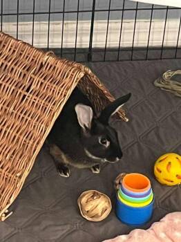 Java -  Silver Marten Rabbit for Adoption in Melbourne, Florida - Java | PetCurious
