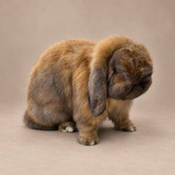 Bruno -  Holland Lop Rabbit for Adoption in Miami, Florida - Bruno | PetCurious