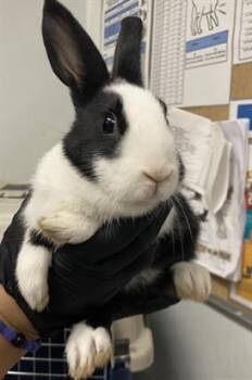 Bunny Rabbit Rabbits Available for Adoption in Camarillo, California - ETHEL | PetCurious
