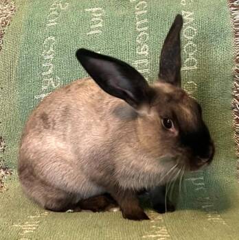 Rescue American Sable Rabbits for Adoption in Columbia, Maryland - Missy | PetCurious