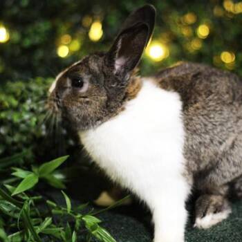 Broccoli -  Dutch and Netherland Dwarf Rabbit for Adoption in Kalamazoo, Michigan - Broccoli | PetCurious