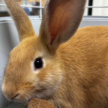 Babbity Rabbity -  American Rabbit for Adoption in Gloucester, Virginia - Babbity Rabbity | PetCurious
