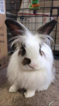 Lilly / Piper -  Lionhead Rabbit for Adoption in Brandon, Florida - Lilly / Piper | PetCurious