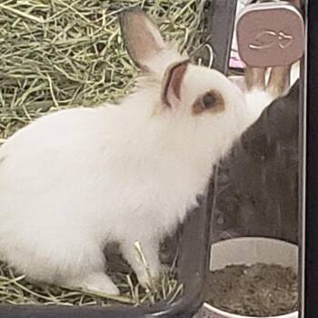 Yogibeary with Sandy -  Lionhead and Bunny Rabbit Rabbit for Adoption in Erie, Colorado - Yogibeary With Sandy | PetCurious