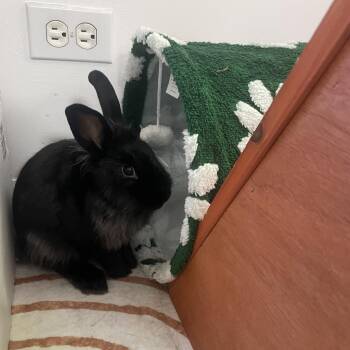 Franklin -  Lionhead and Mini Rex Rabbit for Adoption in Chicago, Illinois - Franklin | PetCurious