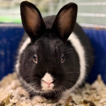 Joseph -  Mini Rex Rabbit for Adoption in Pittsford, Vermont - Joseph | PetCurious