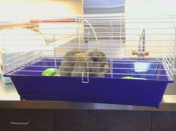 French Lop Rabbits Available for Adoption - A911994 | PetCurious