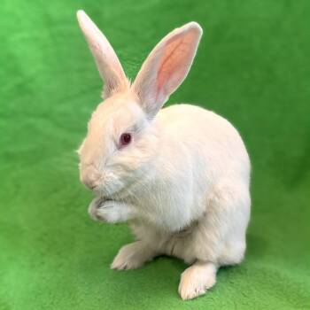 Bunny Rabbit Rabbits Available for Adoption in Burlingame, California - Hustle | PetCurious