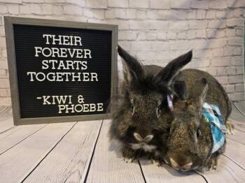 Kiwi -  Lionhead Rabbit for Adoption in Columbus, Ohio - Kiwi | PetCurious