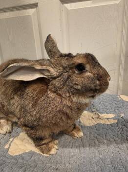 Loki -  Flemish Giant Rabbit for Adoption in Seymour, Connecticut - Loki | PetCurious