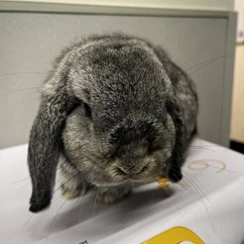 American Rabbits Available for Adoption - Nether | PetCurious