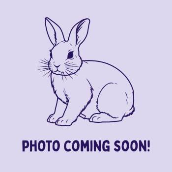 Reggie -  Dutch Rabbit for Adoption in Bellingham, Washington - Reggie | PetCurious