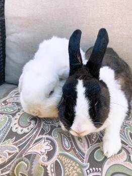 Rescue Holland Lop and Dutch Rabbits for Adoption in Los Angeles, California - Gabrielle & Antonio | PetCurious