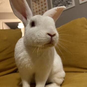 Rescue New Zealand Rabbits for Adoption in Midlothian, Virginia - George (Bonded With Ginger) | PetCurious