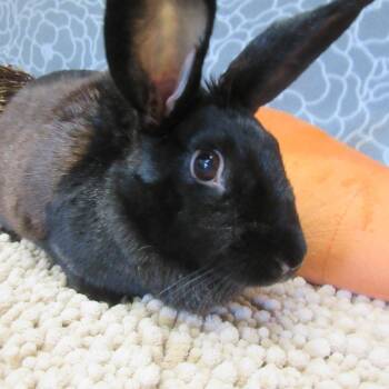 American Rabbits Available for Adoption in Wilmington, Delaware - Matilda | PetCurious