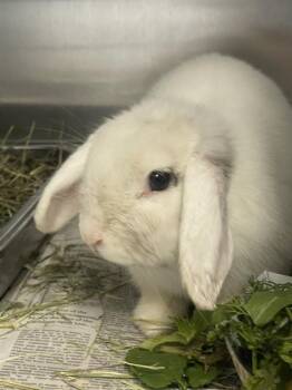 English Lop Rabbits Available for Adoption in Tallahassee, Florida - SNOWFLAKE | PetCurious